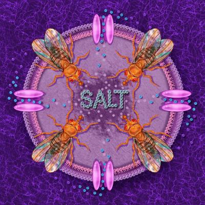 How Flies Taste Salt
