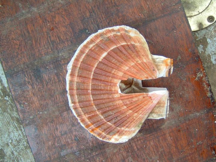 A Damaged Scallop