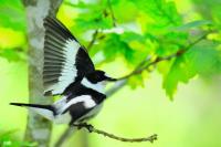 Male Collared Flycatcher (2 of 2)