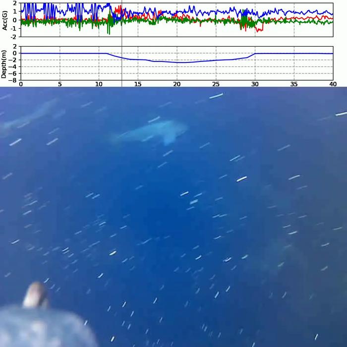 Rare behaviors recorded by AI-enabled bio-loggers affixed to streaked shearwaters.