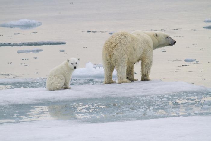 Polar bear mom and cub on sea ice (Svalbard)