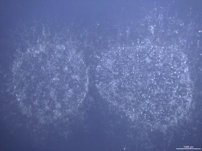 <I>Zymoseptoria pseudotritici</I>