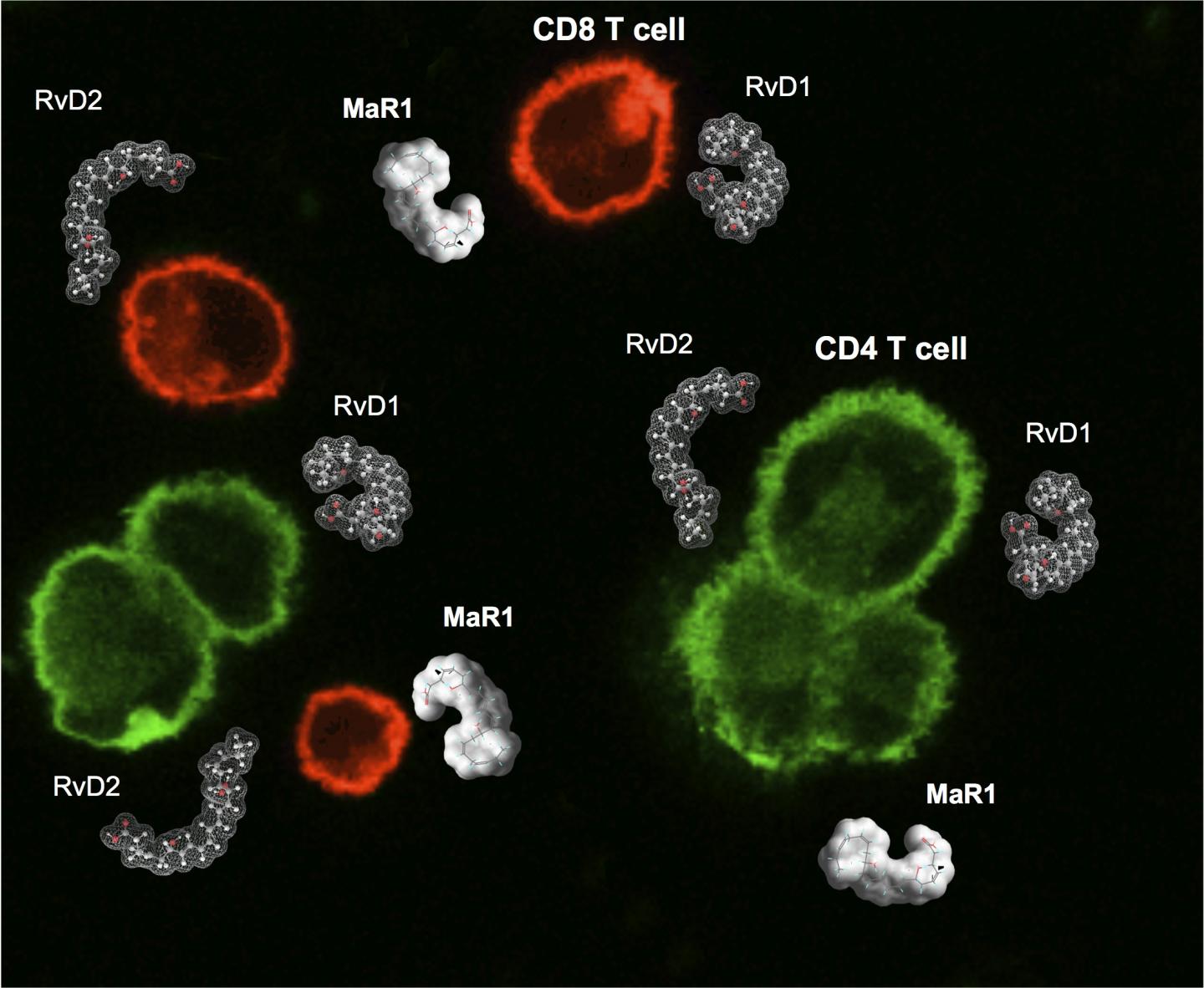 Lipid Mediators Open New Therapeutic Avenue for Inflammation (1 of 1)