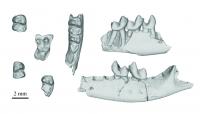 Purgatorius CT fossils