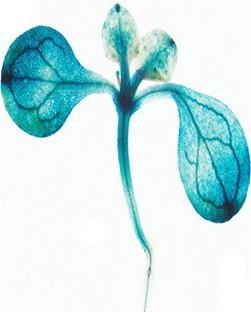 A New Regulator of Vesicle Trafficking in Plants