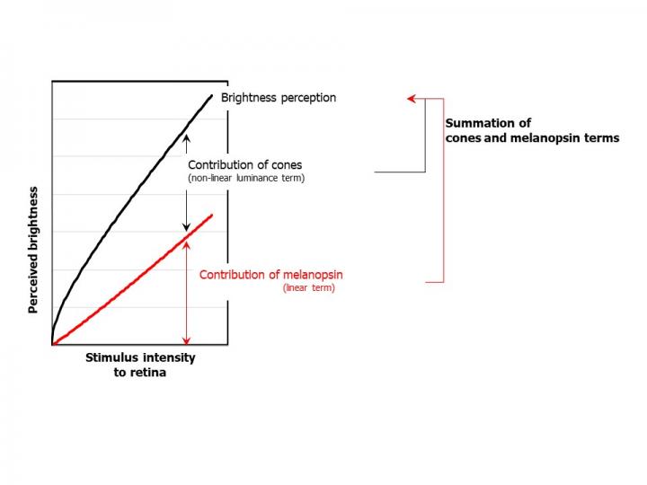 Schematic graph of brightness perception involving melanopsin