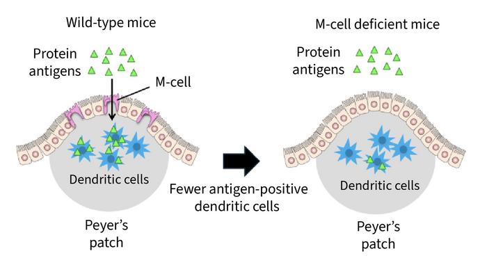 Food Antigens are Passed to Dendritic Cells via M Cells