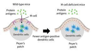 Food Antigens are Passed to Dendritic Cells via M Cells