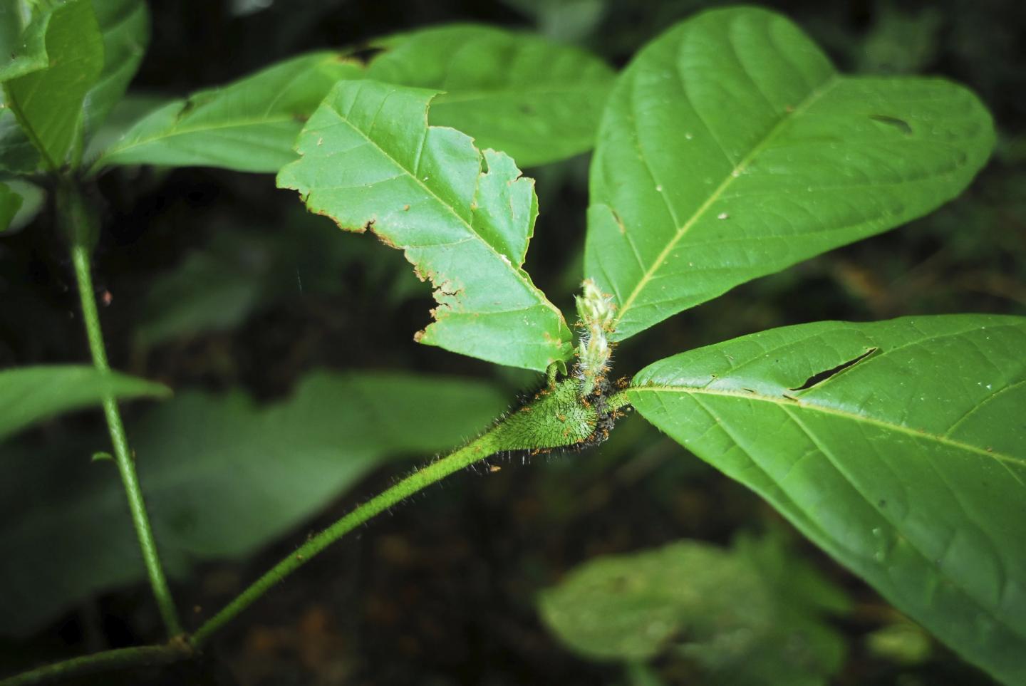 Domatia for Ant Colony on Amazonian Rainforest Plant <i>Cordia nodosa</i>