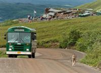Gray Wolf and Tourist Bus in Denali National Park and Preserve