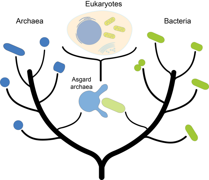 One of the currently most popular evolutionary theories assumes that eukaryotes (including animals, plants and fungi) arose from the fusion of an Asgard archaeon with a bacterium.