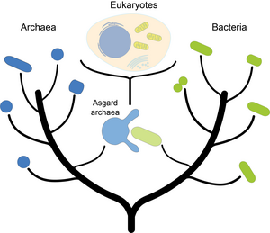 One of the currently most popular evolutionary theories assumes that eukaryotes (including animals, plants and fungi) arose from the fusion of an Asgard archaeon with a bacterium.