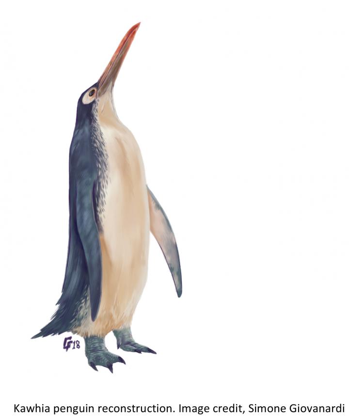 Kawhia Penguin Reconstruction