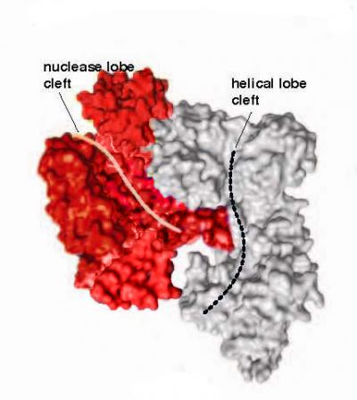 Cas9