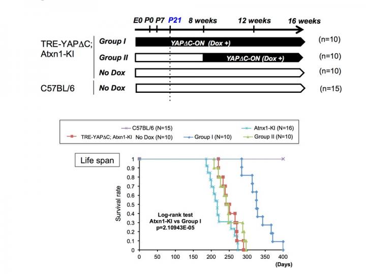 Developmental YAPdeltaC Rescues Adult Symptom of SCA1