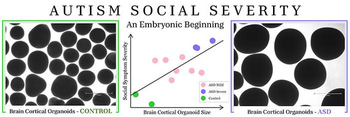 organoid illustration