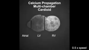 Calcium propagation in a multi-chamber cardioid.