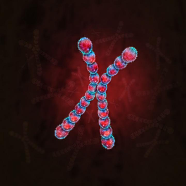Artist's Illustration of An X-Chromosome