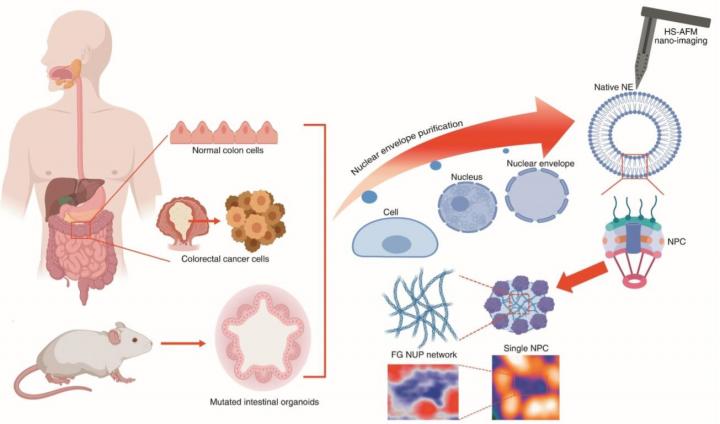 Schematic Illustration