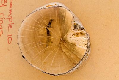 <em>Dracophyllum</em> Disc