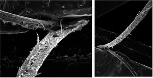 An electron microscope image of a hair, split along its length