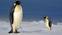 Emperor Penguins (2 of 2)