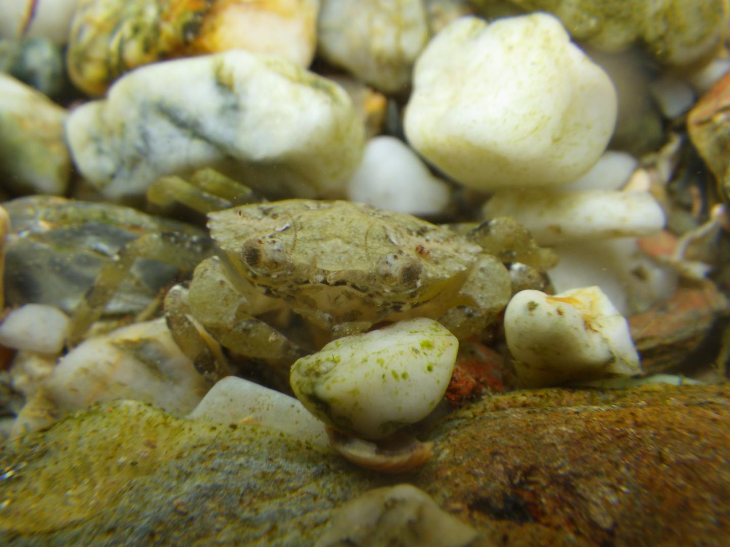 Light Shore Crab among Rocks