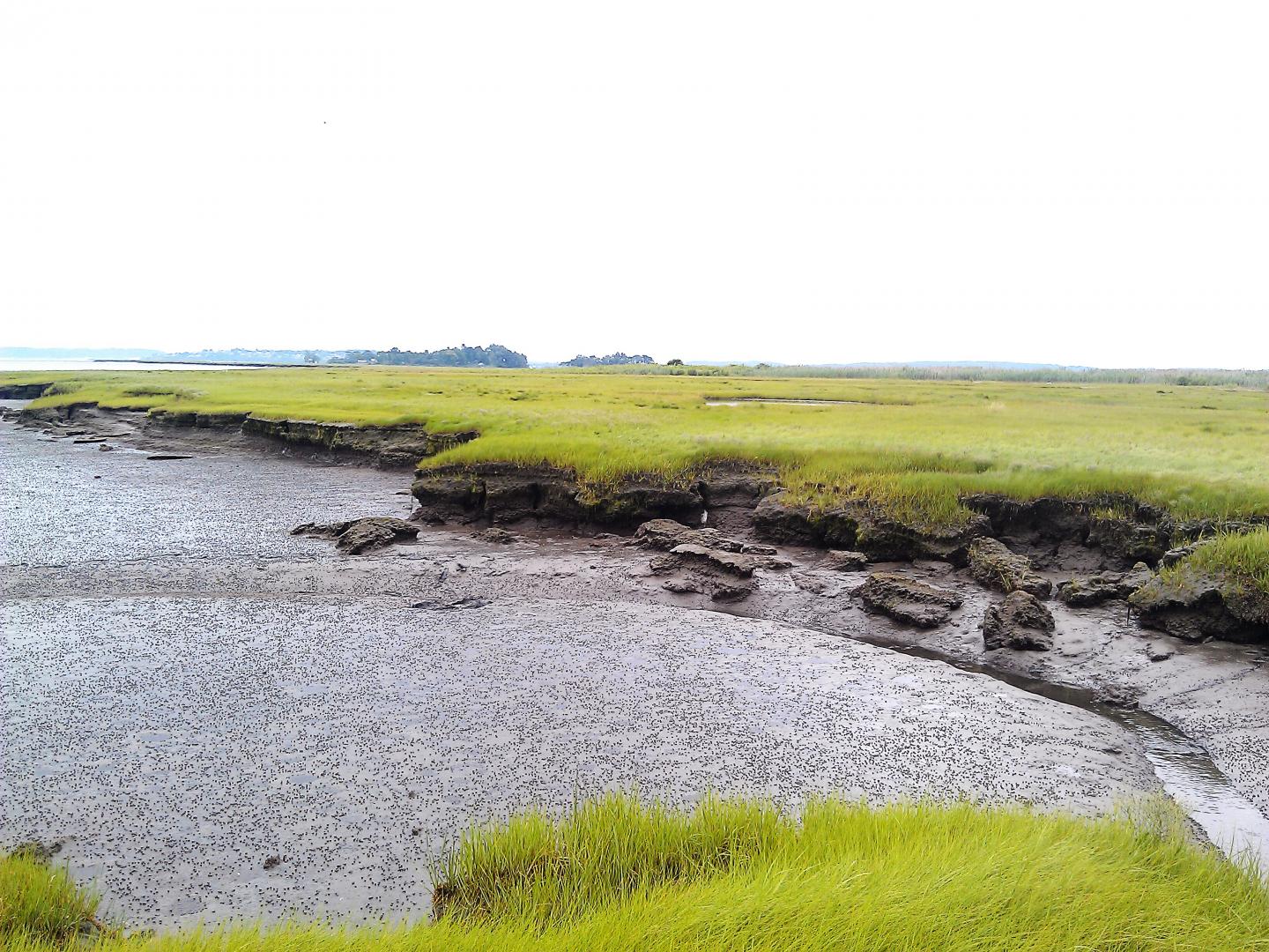 Salt Marsh