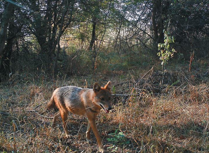 The Golden Jackal in the Summer