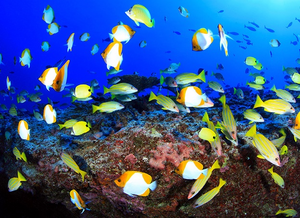 Deep reef fish