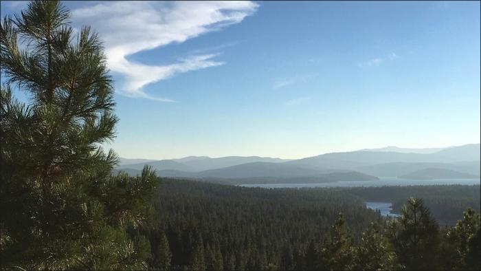 A landscape view of a forest