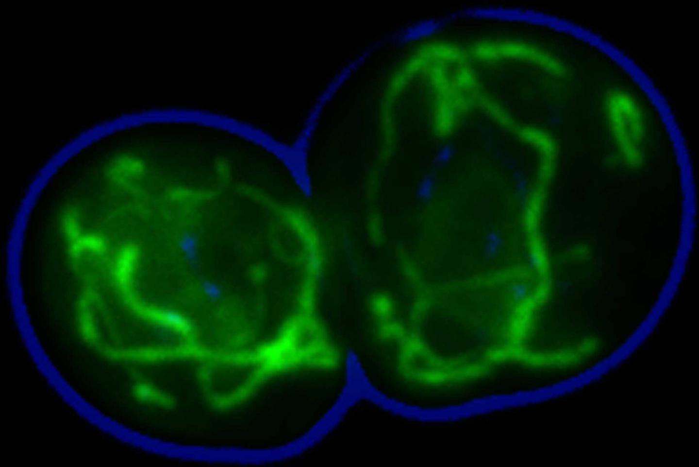 Helping to Transport Proteins Inside the Cell