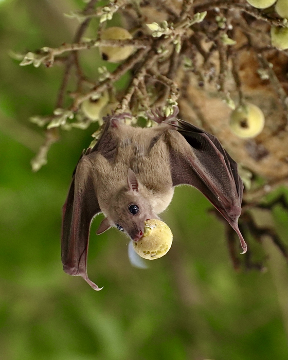 Israeli researchers have discovered that bats experience hearing loss in old age