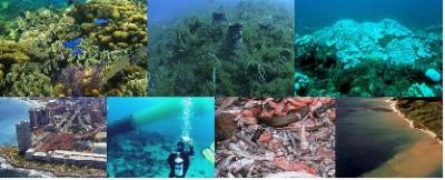Coral Reef Degradation