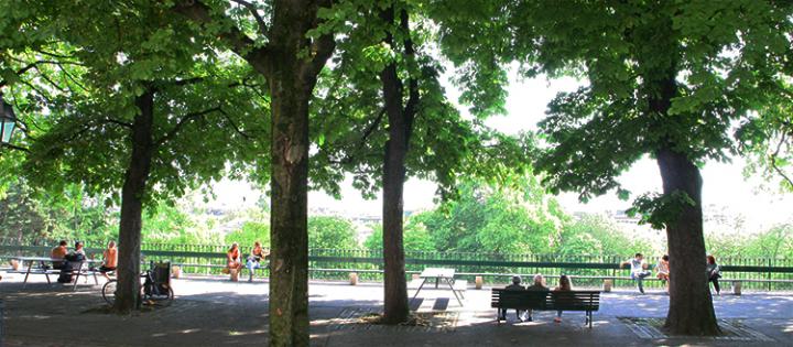 The Chestnut Trees Provide Services to Geneva's Citizen