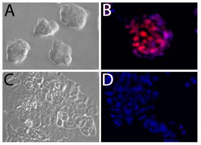 Mouse Embryonic Stem Cells with and without Sox2 Control Region