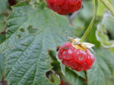 Male and Female <i>Drosophila suzukii</i> on a Berry