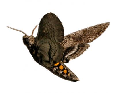 <I>Manduca sexta</I> moth