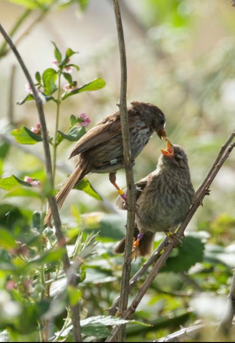 Genome sequencing reveals why songbirds are larger in colder climates