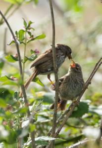 Genome sequencing reveals why songbirds are larger in colder climates