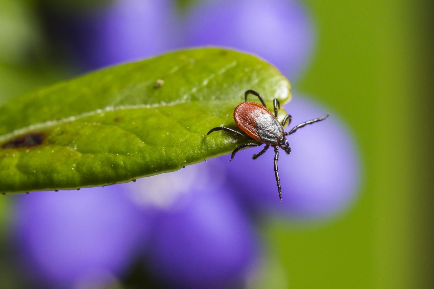 Castor Bean Tick, Ixodes ricin [IMAGE] | EurekAlert! Science News Releases