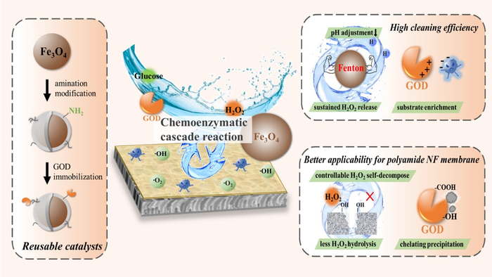 Preparation of reusable catalysts and schematics of the chemoenzymatic cascade reaction for cleaning polyamide NF membranes