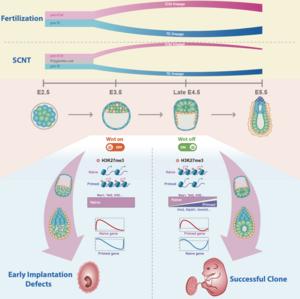 The barrier mechanism of abnormal peri-implantation development of cloned embryos