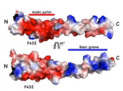 HIPPI Binding Region