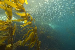 Kelp and sardines in Channel Islands