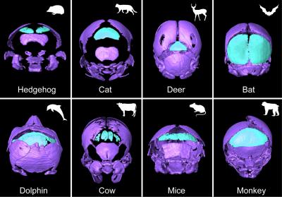 Interparietal and Tabular Bones in Different Mammals.