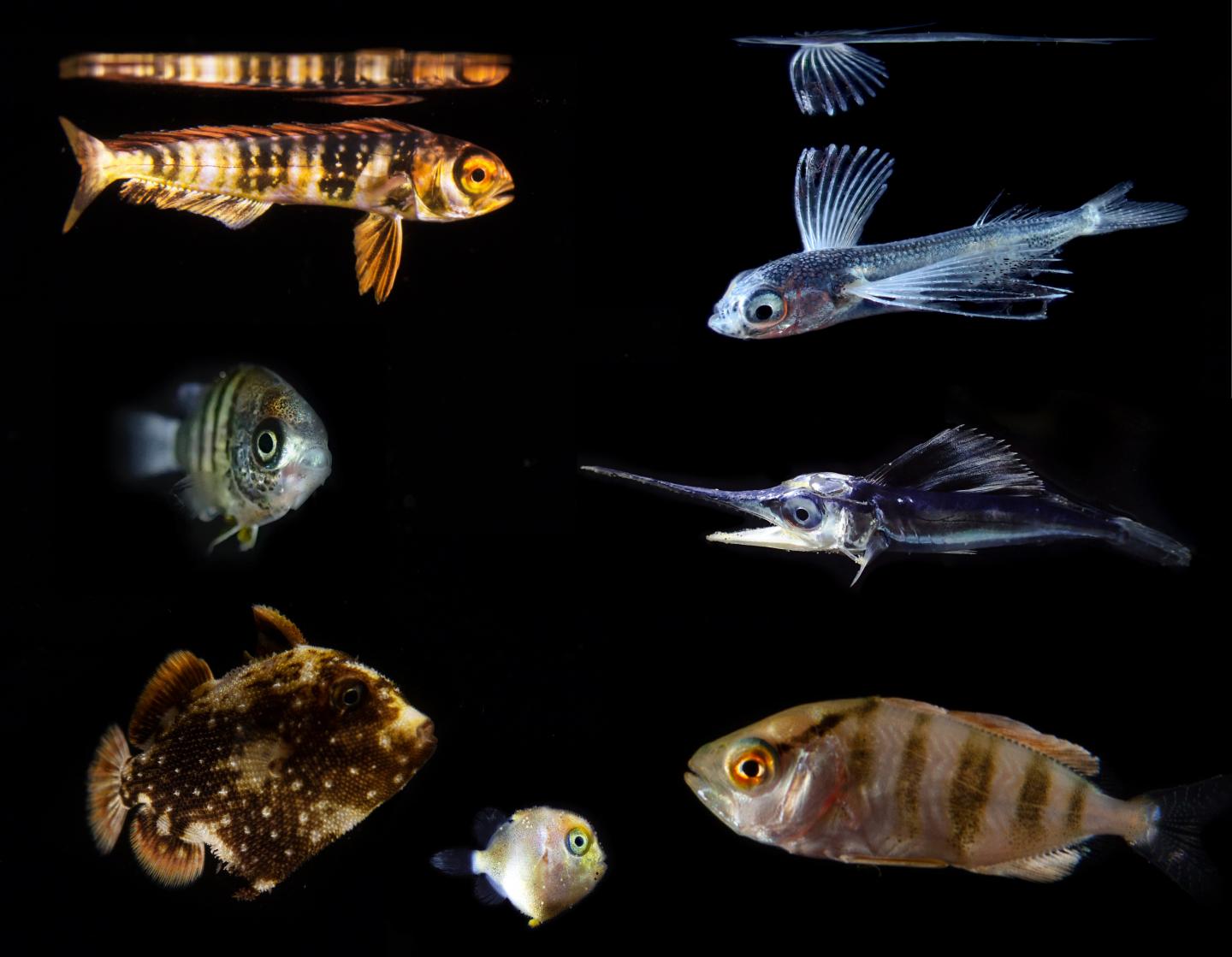 Numerous Larval Fish Species, Often Just Weeks Old, Were Found to Have Plastics in Their Stomachs