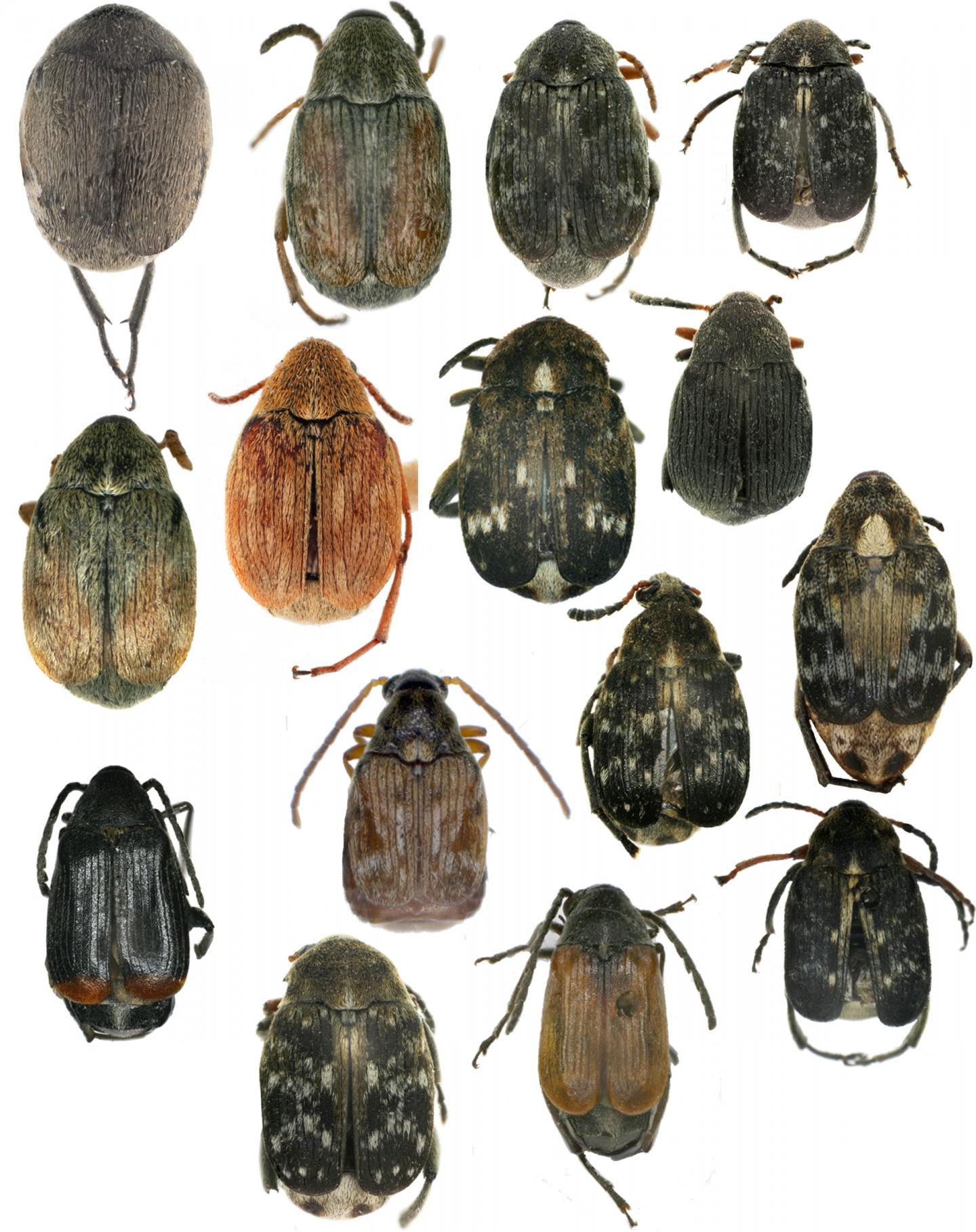 Seed Beetles Found in Xinjiang, China
