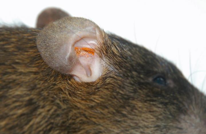 Chiggers in a Rodent's Ear