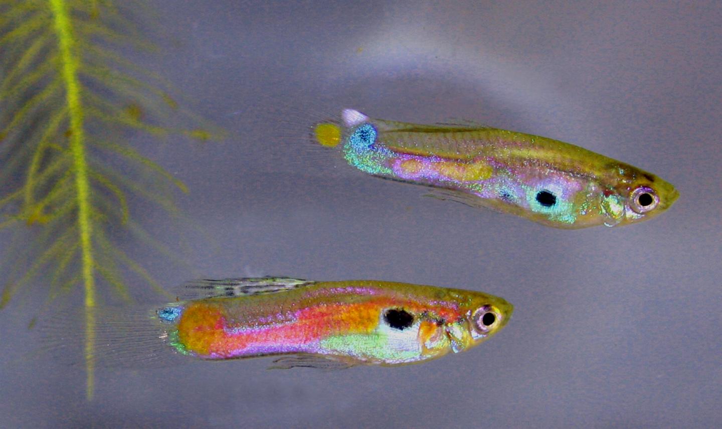 Light Pollution Makes Guppys More Courageous During the Day
